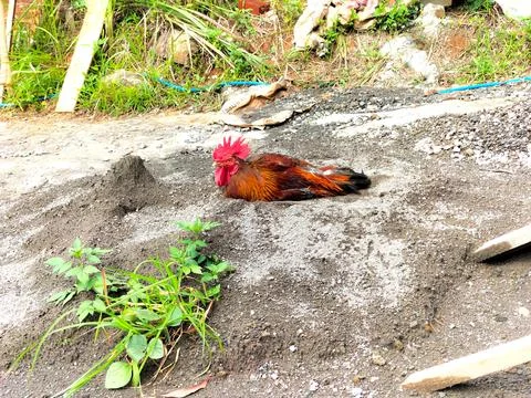 Range hen Stock Photos