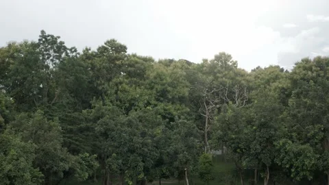 Range of natural trees in forest in aerial point of view with sunlight shines Stock Footage 216484804