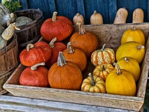 Range of Pumpkins Stock Photos