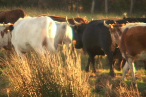 On the Range Ranch Agricultural Cattle Stock Footage 142416