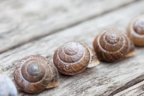 Range of spiral snail shells on old wooden surface Foto stock
