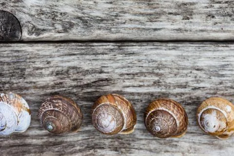 Range of spiral snails and shells on old wooden surface Stock Photos