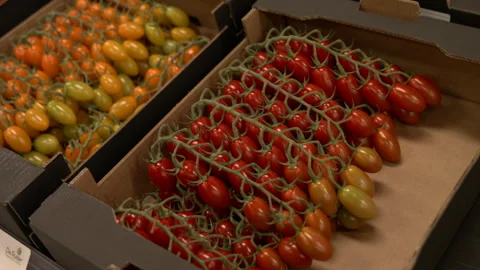 Range of Tomato Varieties Available at Supermarket Stock-Footage 241600633