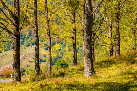 Range of trees by the countryside road Stock Photos
