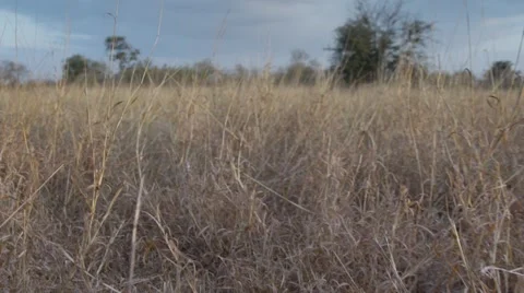 Ranger and Tracker Walking Through Long Grass - Slow Motion Stock Footage 55656798