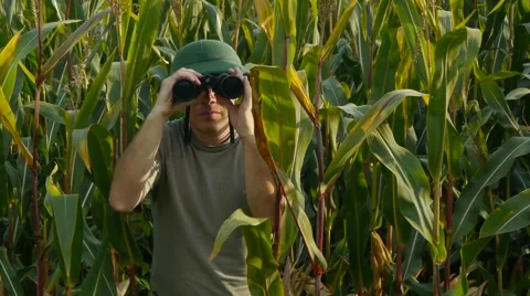 Ranger with binoculars in cornfield Stock Footage 41832004