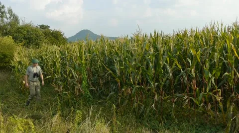 Ranger with binoculars in cornfield Stock Footage 41832055