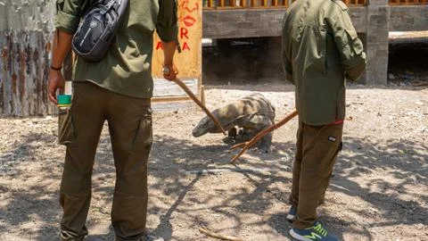 Rangers using sticks to keep Komodo dragon away 写真素材