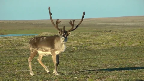 Rangifer tarandus 库存影片 75270079