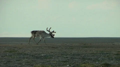 Rangifer tarandus wind 库存影片 75278095
