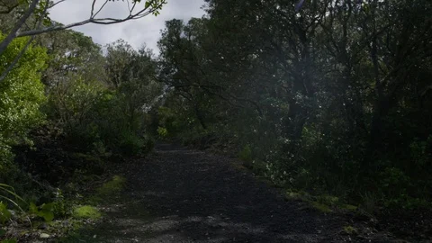 Rangitoto Summit Track Stock Footage 86507457