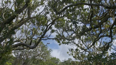 Rangitoto Summit Track Trees Stock Footage 86507708