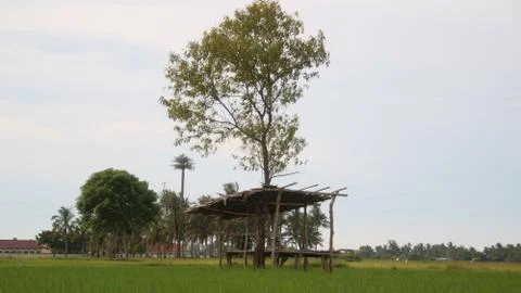 Rangkang Stock Photos
