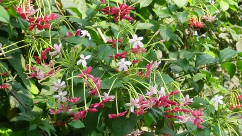 Rangoon Blooms Video stock 333957265