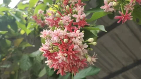 Rangoon Creeper Blossom Stock-Footage 273534917