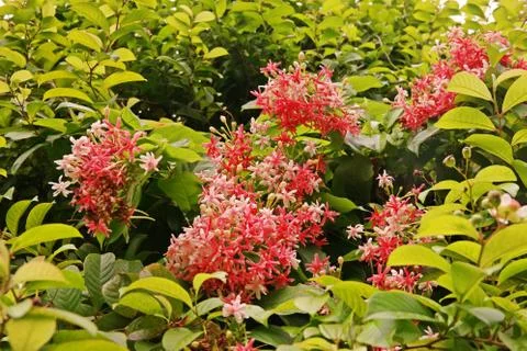 Rangoon Creeper, colorful vine flowers Foto stock