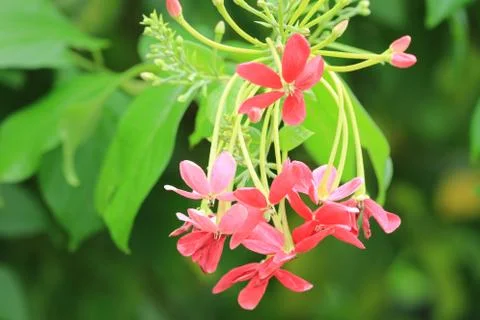 Rangoon Creeper flower Stock Photos