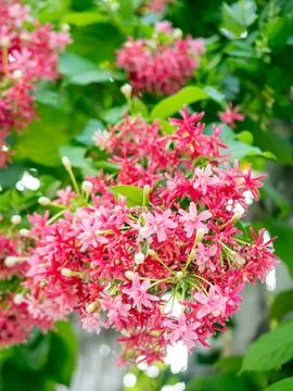 Rangoon Creeper flowers blooming in clusters, pink and red Combretum indicu.. Foto stock