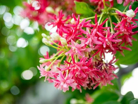 Rangoon Creeper flowers blooming in clusters, pink and red Combretum indicu.. Stock Photos