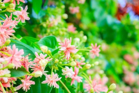 Rangoon creeper flowers Stock Photos