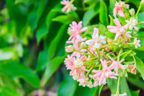 Rangoon creeper flowers Stock Photos