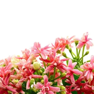 Rangoon creeper Stock Photos