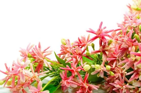 Rangoon creeper Stock Photos