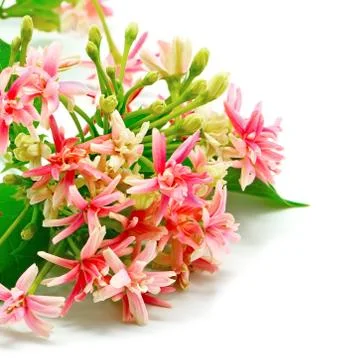 Rangoon creeper Stock Photos