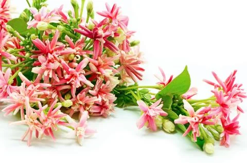 Rangoon creeper Stock Photos