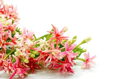 Rangoon creeper Stock Photos