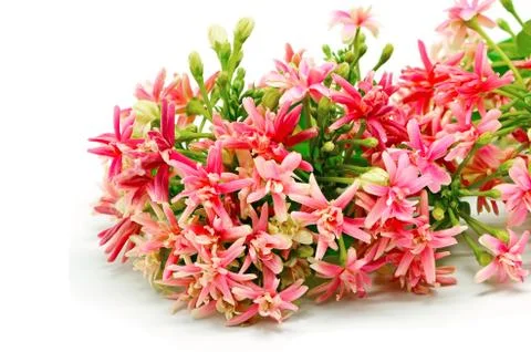 Rangoon creeper Stock Photos