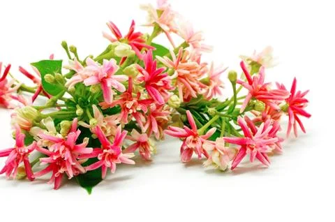 Rangoon creeper Stock Photos