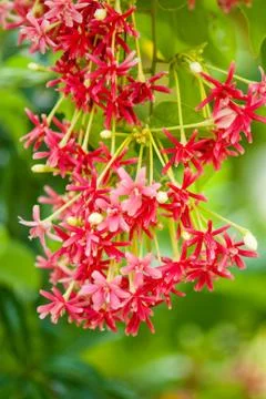 Rangoon creeper Stock Photos