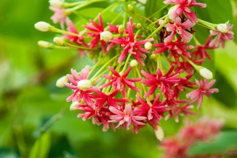 Rangoon creeper Stock Photos