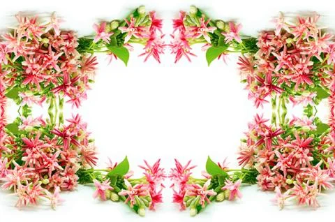 Rangoon creeper Stock Photos