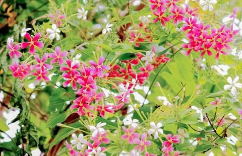 Rangoon creeper Stock Photos