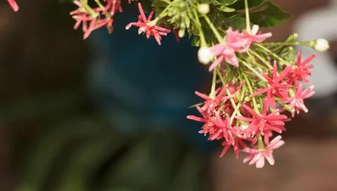 Rangoon creeper Stock Photos