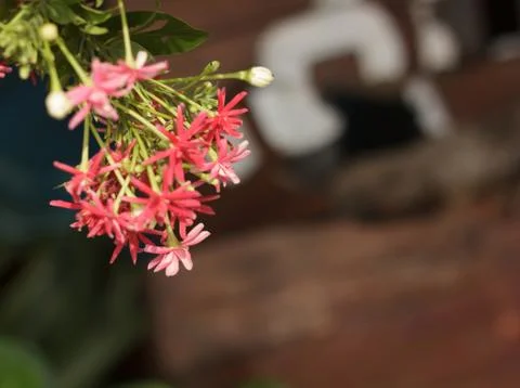 Rangoon creeper Stock Photos