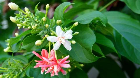 Rangoon creeper  Stock Photos