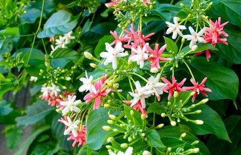 Rangoon creeper  Stock Photos