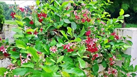 Rangoon Creeper Vine Blooming Along Stone Wall Stock Footage 345975659