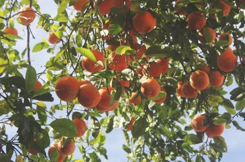 A rangpur tree Stock Photos