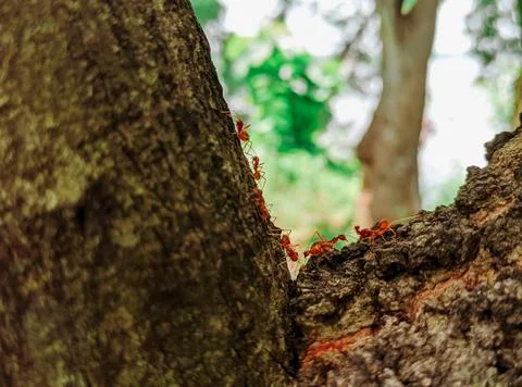 Rangrang ants Stock Photos