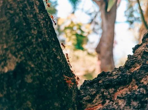 Rangrang ants Stock Photos