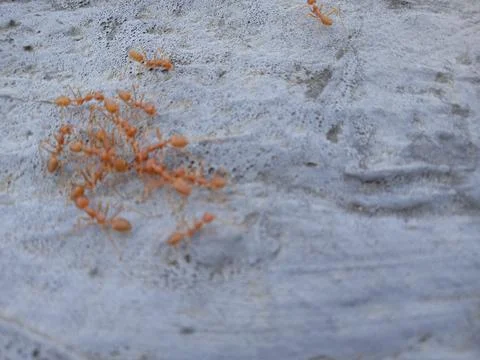 Rangrang ants Fotos de archivo