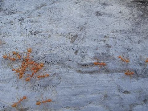 Rangrang ants Fotos de archivo