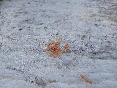 Rangrang ants Fotos de archivo