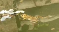 Ranidae - true frog HD Footage
