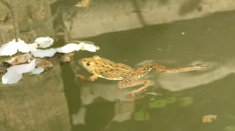 Ranidae - true frog Stock Footage