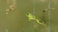 Ranidae - true frog HD Footage